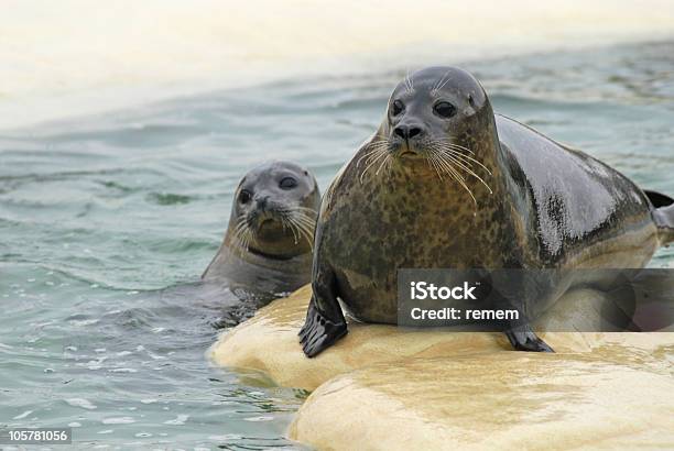 Tenute In Un Bacino - Fotografie stock e altre immagini di Acqua - Acqua, Animale, Animale in cattività