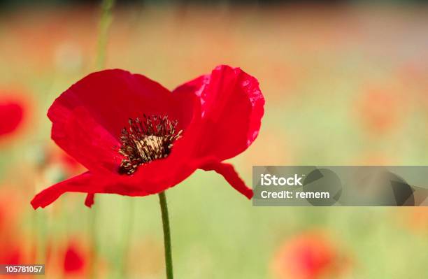 Photo libre de droit de Pavot Meadow banque d'images et plus d'images libres de droit de Enthousiaste - Enthousiaste, Fleur de pavot - Plante, Bonheur