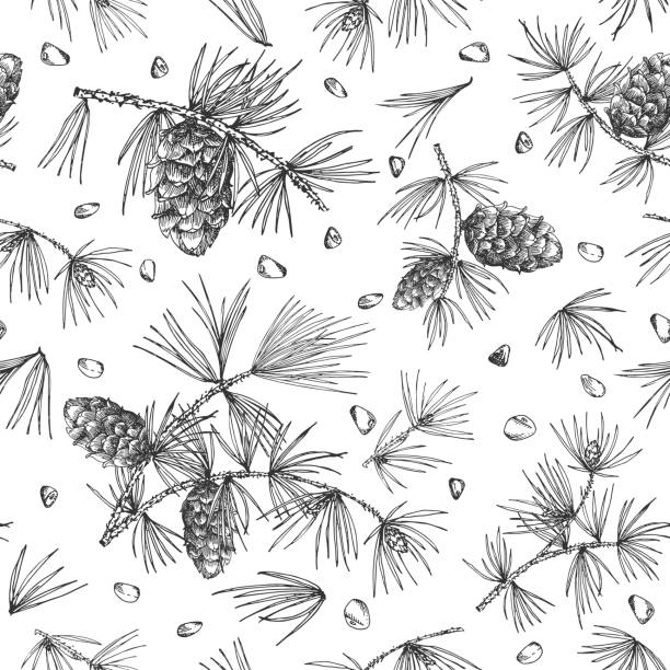 Seamless pattern with cedar branches and pinecones isolated on white background Seamless pattern with cedar branches and pinecones isolated on white background Good idea for vintage Merry christmas card new year conifer tree decorative design Vector illustration. vector food branch twig stock illustrations