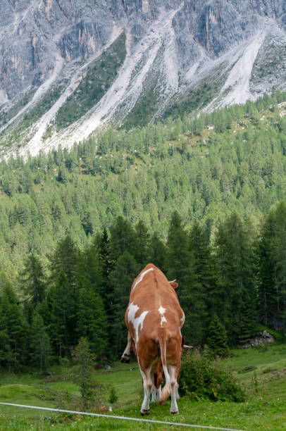 istock Cows Grazing in the Alps 1057811432