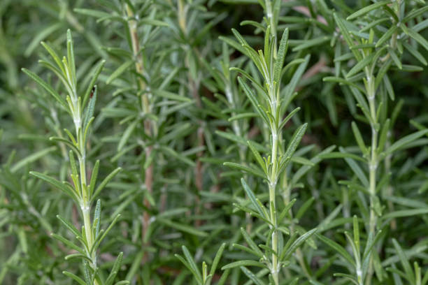 istock sprigs of rosemary 1057813648