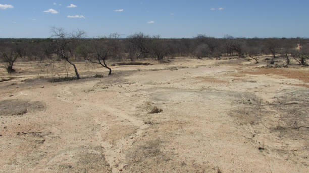 istock Caatinga biome: dry forest trees Petrolina, Pernambuco, Brazil 1057813654