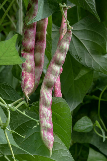 fagioli borlotti - feuerbohne stock-fotos und bilder