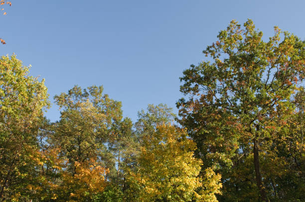 istock autumnal trees and blue sky 1057815282