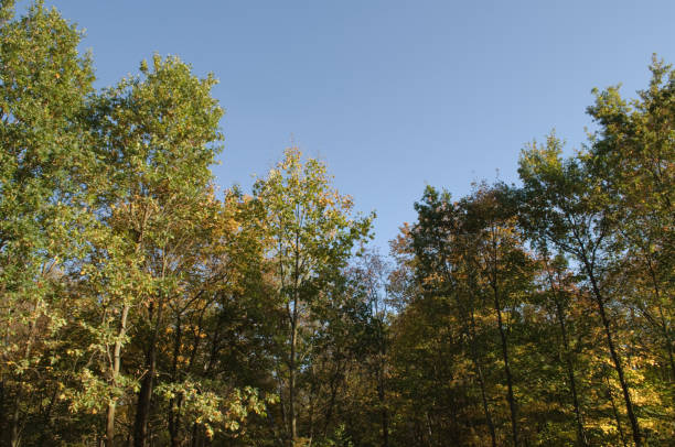 istock autumnal trees and blue sky 1057815312