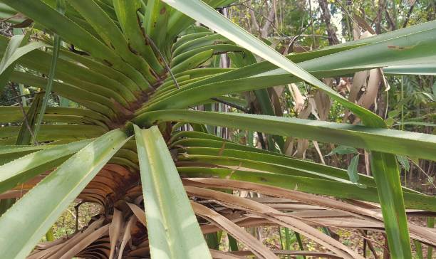 istock Rainforest on Magnetic Island, Australia. 1057815600