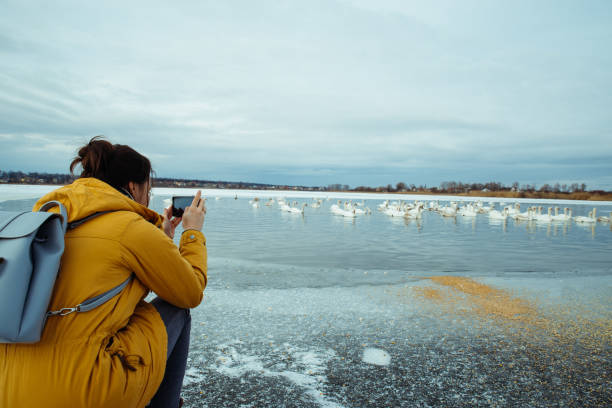 istock woman feed swans on winter lake 1057815888
