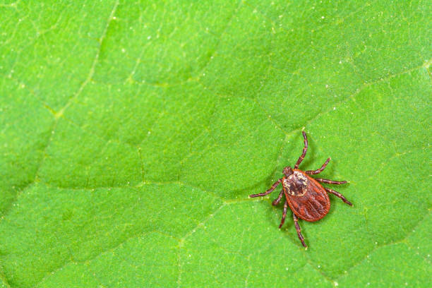 istock Parasite mite sitting on a green leaf. Danger of tick bite. 1057818562