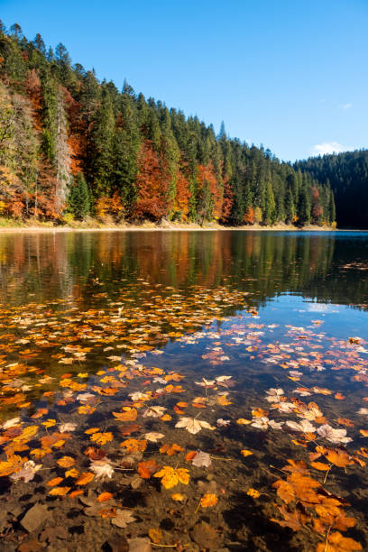 istock Perfect autumn tree reflections in lake 1057818790