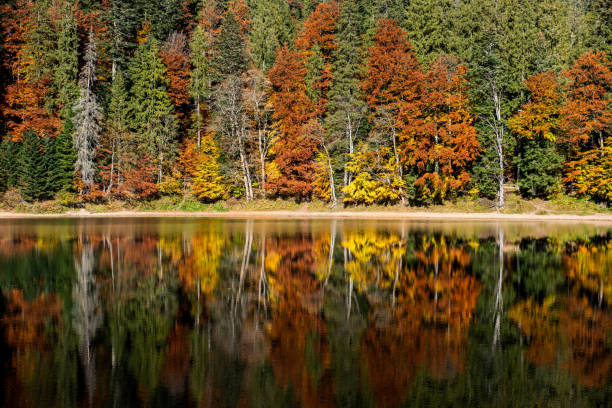 istock Perfect autumn tree reflections in lake 1057818804