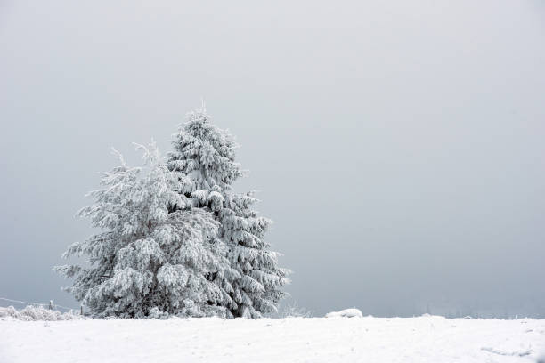 istock Snow covered frozen trees in the mountains 1057819038