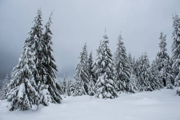 snowy forest in winter