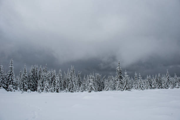 Beautiful winter landscape with snow on the trees