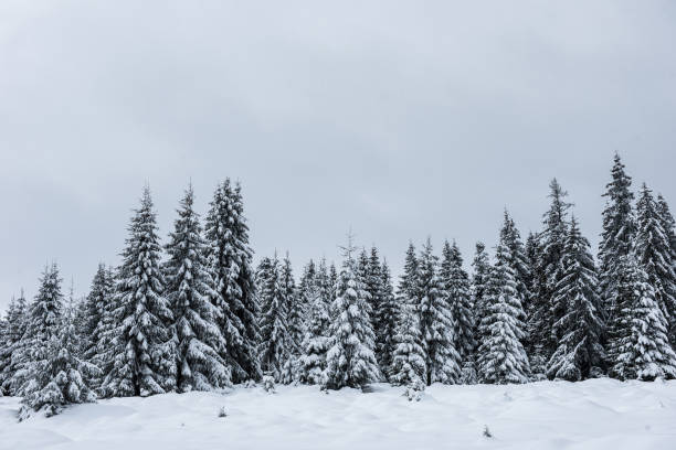 istock Winter landscape with snow on trees 1057819338