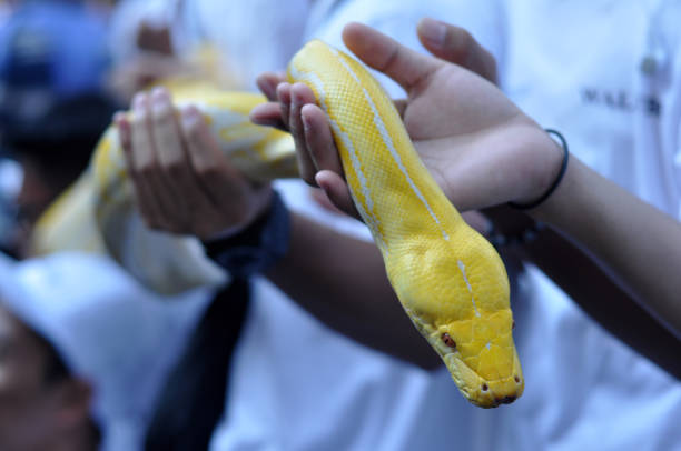 istock Albino Phyton Snake In Hand 1057822490