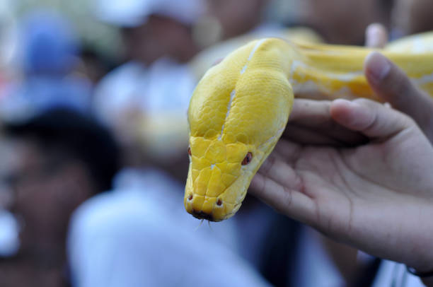 istock Albino Phyton Snake In Hand 1057822608