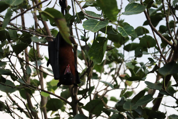 istock Bat Animal Hanging On Tree Branch 1057822972