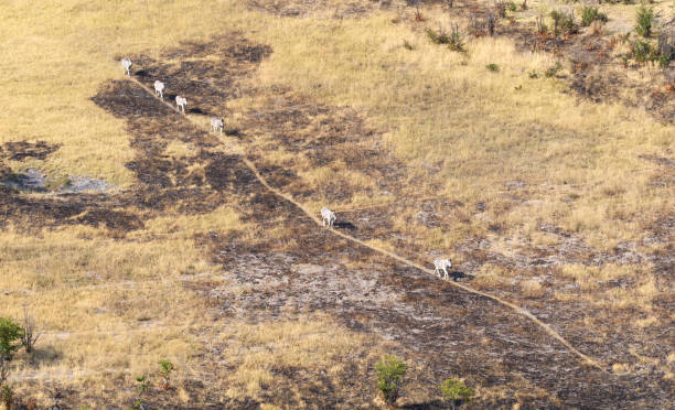 istock Zebra in the grassy nature, evening sun, aerial view 1057824234