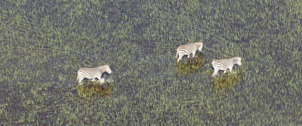 istock Wild African zebra in the Okavango delta - Botswana 1057824280