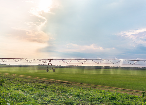 Automated farming irrigation sprinklers system on cultivated agricultural landscape field. Summer sunset