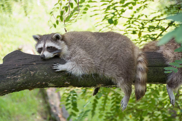 istock Raccoon resting on a tree branch on a warm day. 1057824604