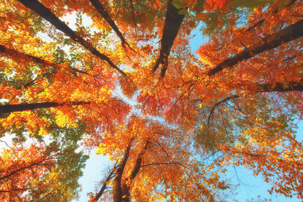 istock Colored autumn forest in warm sunlight, fall season outdoor scene 1057824612