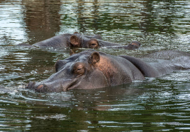 istock Two Hippopotamus, Hippopotamus amphibius, in water 1057824628