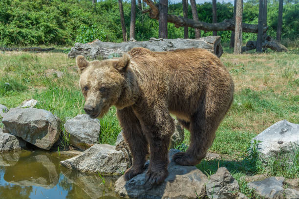 istock brown bear standing on a stone near the water 1057824658