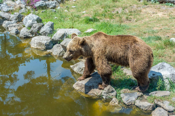 istock Brown Bear standing on the rocky shore 1057824664