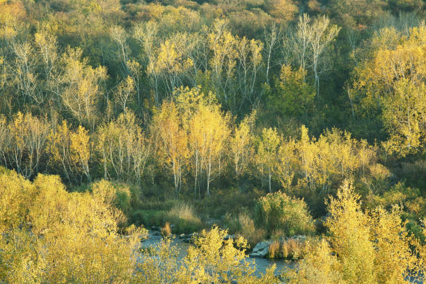 Beautiful autumn scenery with yellow trees on the banks of the river, fall season outdoor theme with atmosphere Beautiful autumn scenery with yellow trees on the banks of the river, fall season outdoor theme with atmosphere birch gold group reviews legit stock pictures, royalty-free photos & images