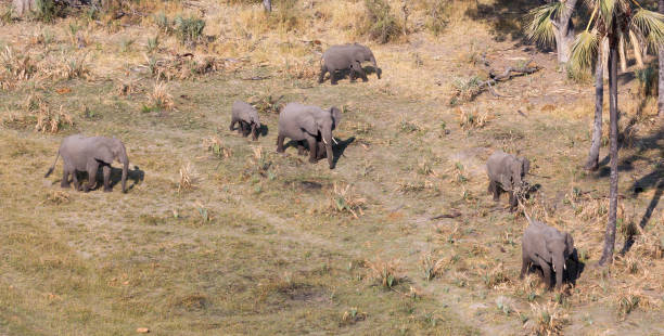 istock Elephants in the Okavango delta (Botswana) 1057824790
