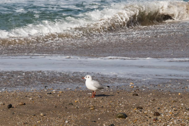 istock A Seagull at Ballycastle beach, Northern Ireland 1057828282