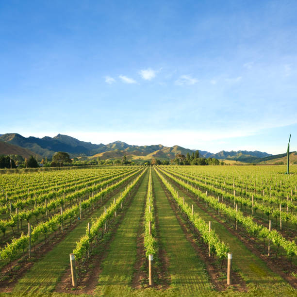 istock Vineyard Marlborough New Zealand 1057828624