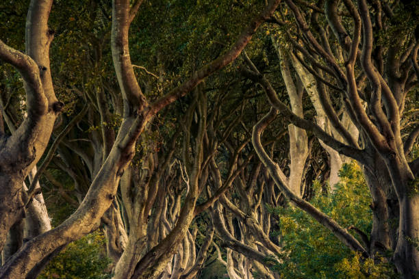 istock The Dark Hedges, Northern Ireland 1057828658