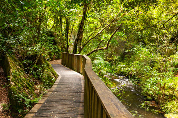 istock Bush Walkway, Waitomo, Waikato 1057829818