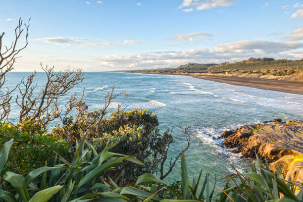 ムリワイ ・ ビーチは、ニュージーランドのオークランド地域 - new zealand flax ストックフォトと画像