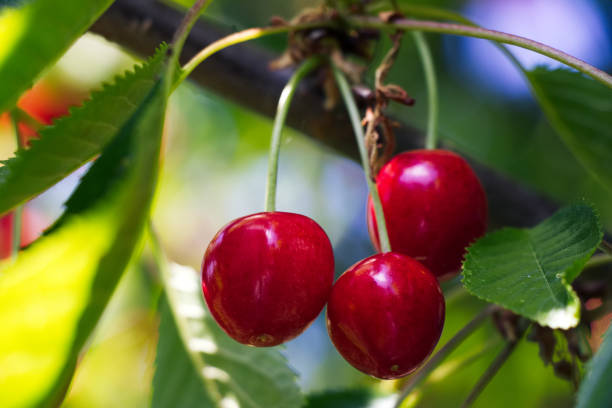 istock Cherries hanging on a cherry tree branch. 1057829934