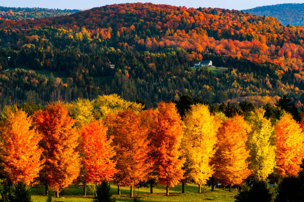 Fall Colors on a rural New England Farm in Vermont Idyllic Rural Farm Scene in vermont with fall foliage bright orange yellow and red leaves lining the trees around the white house and red barn red barn house stock pictures, royalty-free photos & images