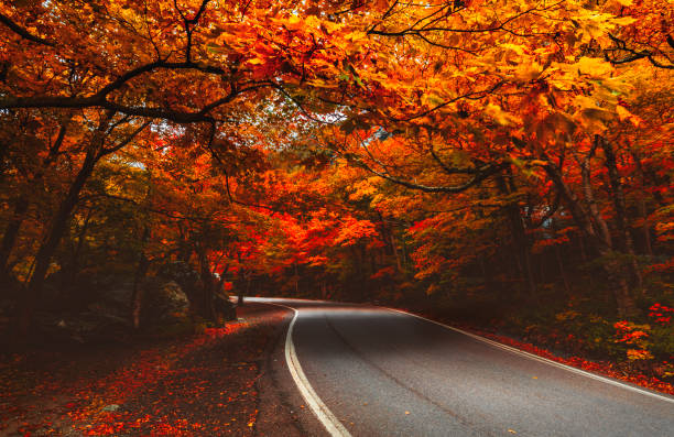 courbes route sillonne canopée de feuilles rouges et orange à l’automne à l’extérieur de stowe au vermont - autumn street single lane road tree photos et images de collection