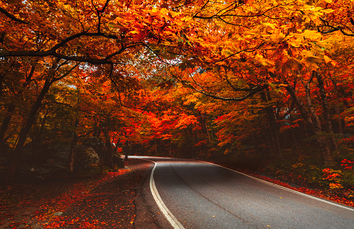 Trees in the heart of Autumn showing their vibrant colors over a road in New England