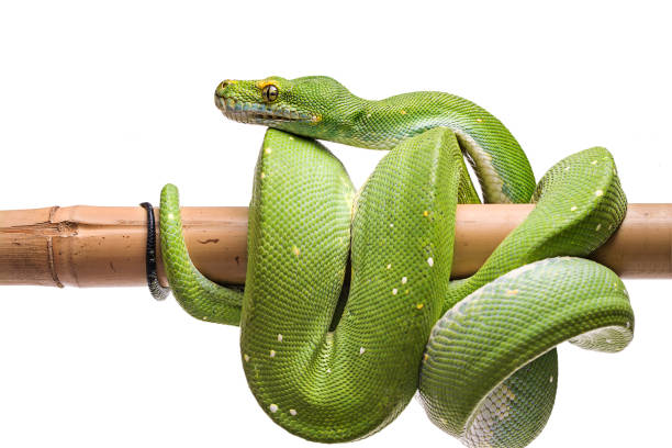 pitone albero verde sull'albero (morelia viridis) primo piano sfondo bianco isolato - green tree python foto e immagini stock