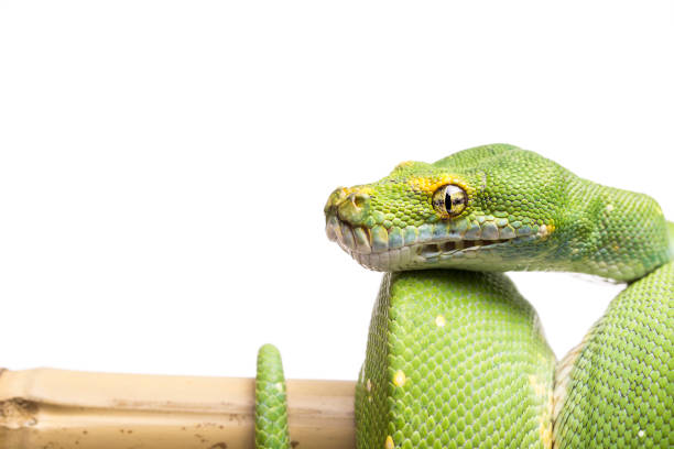 1,100+ Green Tree Python Stock Photos, Pictures & Royalty-Free Images ...