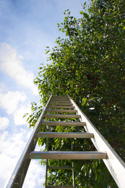 Apple orchard grown by Espalier method on trellis.