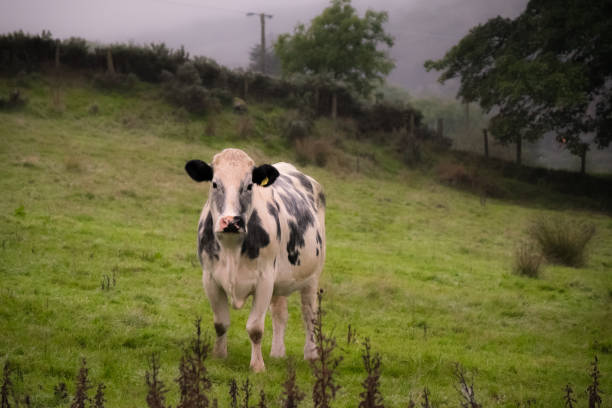 Cows grazing in the meadow in an Irish landscape.