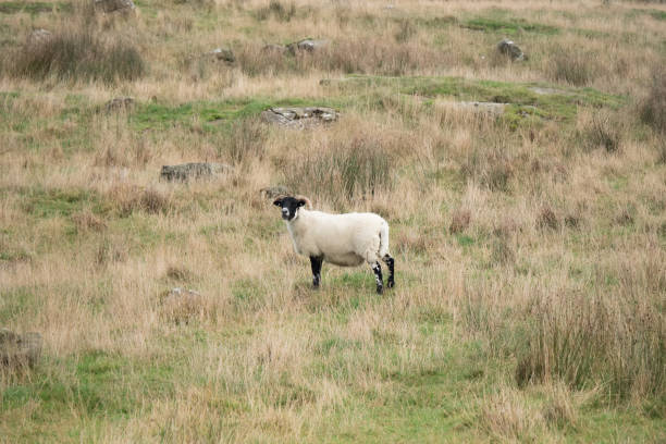 istock A sheep, Northern Ireland 1057838596