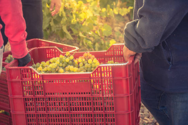 istock Transport in boxes of freshly harvested grapes 1057838900