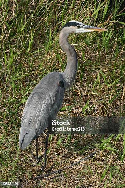 Garçarealamericana - Fotografias de stock e mais imagens de Animal - Animal, Asa de animal, Ave de água doce