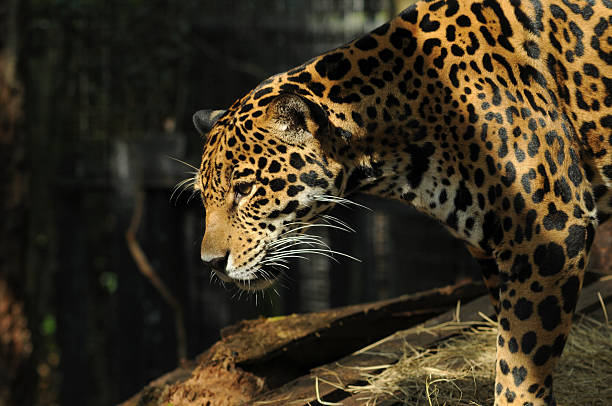 istock Portrait of a Jaguar in Profile 105784244