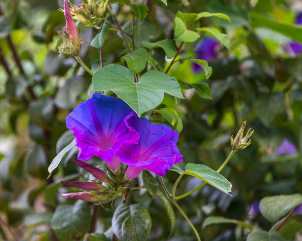 istock Purple and Pink Morning Glory Flower 1057844008