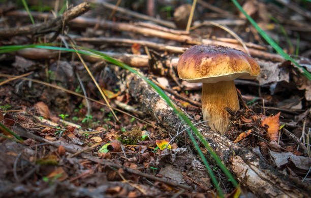 istock Mushrooms Cep growing in forest. Autumn Mushroom Picking. 1057844692